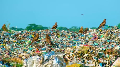 Landfill with scavenging birds under blue sky
