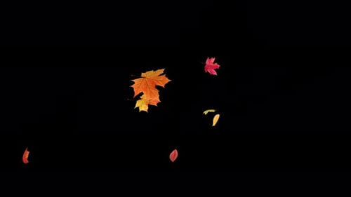 Falling Maple Leaves on Transparent Alpha 4K