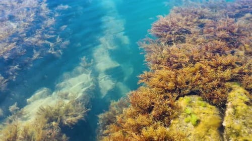Brown Algae Underwater in the Black Sea Seaweed Floating in the Water Natural Background