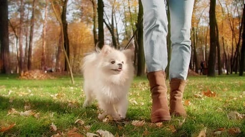 Dog Walk in Autumn Park With Golden Leaves