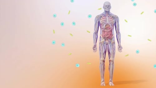 Human Anatomy and Lymphatic System 3D Medical Animation