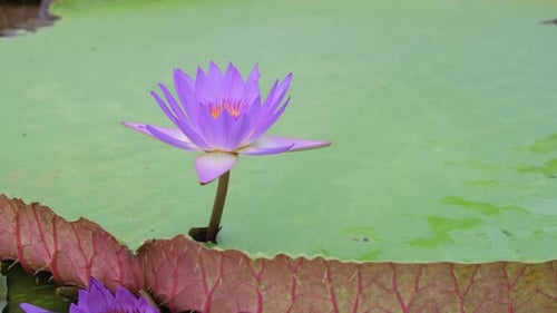 Beautiful Water Lilies in a Park Water Lilies Float on a Lake in a Botanical Garden with a Flower