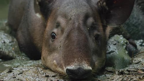 Closeup of Tapir Face Resting in Muddy Water in Costa Rica Jungle