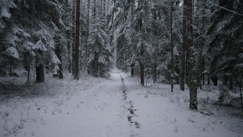 Journey Across Icy Forest Landscape Quiet Adventure Through Wintry Woods with Steady Mindful Strides