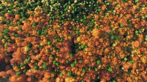 Pretty Fall Escape with Romantic Woodlands in Colorful Hues