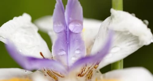 Woman Enjoys Home and Garden Activities