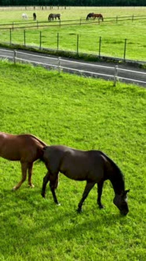 Horses Grazing Peacefully On Lush Green Pasture At Equestrian Farm