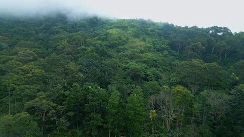 Aerial View on Forest Nature and Green Wood Trees in Fog Landscape of Mountains