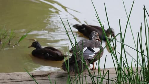 Un individu posé sur une bûche alors que deux canards se déplacent dans l'eau, Canard à ailes blanches Asarco