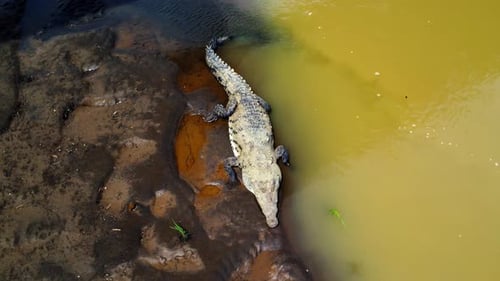 Aerial shot 4k of the river with wild crocodiles in Costa Rica