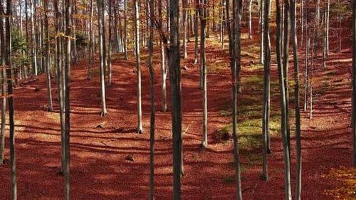 Bright Autumn Forest in Sunny Day