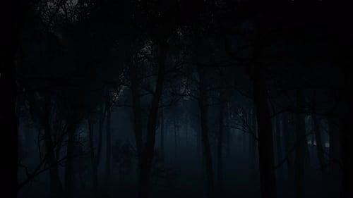 Scary Dark Forest, Woods Landscape