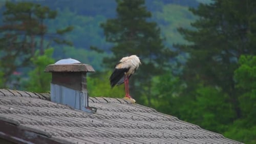 Ein Storch auf einem Dach, der nur chillt und mit den Flügeln schlägt. Im Hintergrund gibt es einige Bäume