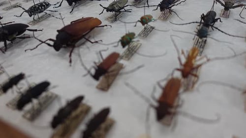 insect collection. Different types of insects