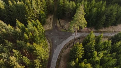Round shot of road junction in the middle of spruce forest. jungle in morning.