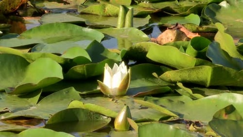 White Water Lily Blossoming on Lily Pads