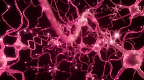 Animation of neuron cells. Nerve cells Activity in the Brain