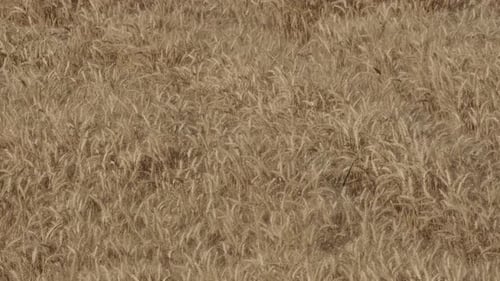 Wheat