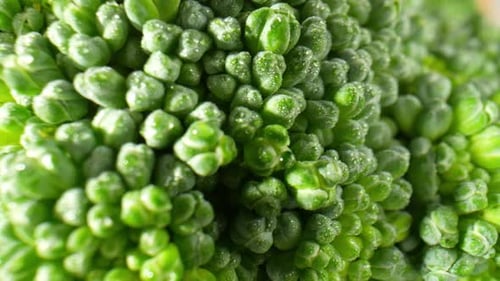 Close-Up of Fresh Green Broccoli Head