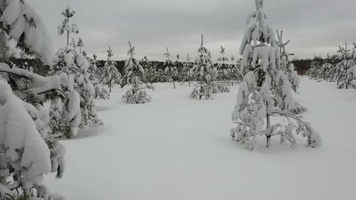 Flying in winter forest, through trees covered with fresh snow. Shot from drone.