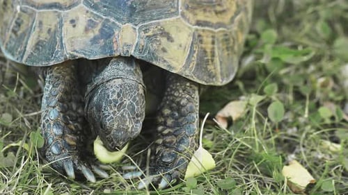 Turtle Eating Vegetables on Grass