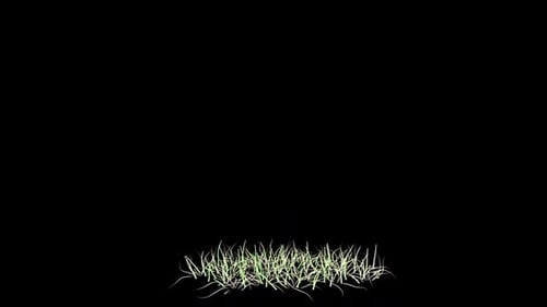 Poa Grass Growing