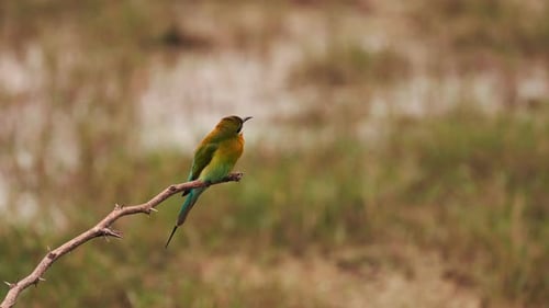 Blue Tailed Bee Eater on a Branch Lat Merops Philippinus A Stunning Blue Tailed Bee Eater Perched