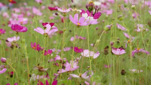 Vibrant Meadow Blooms in Spring and Summer