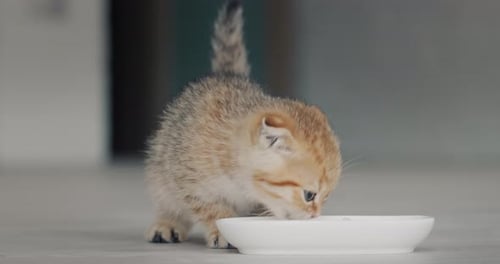 Adorable Kitten Eats From a White Bowl