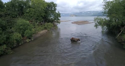 Grizzly Bear Hunting Salmon in Kamchatka Lake