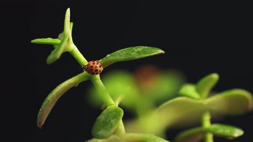 Close up ladybug crawling on the top of the green plant