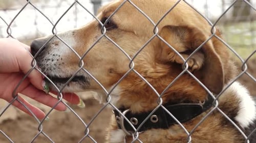 Dog Licking Hand Through Chain Link Fence