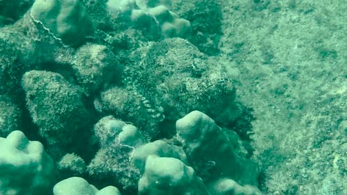 Reef Stonefish slowly moves on a rock. Mimics algae-covered rocks, hard to notice. Variable in color