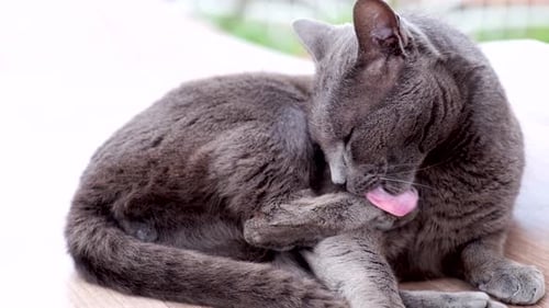 Gray Cat Grooming Itself Lying Indoors
