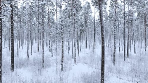Tranquil winter forest scene with tall pine trees covered in fresh snowfall