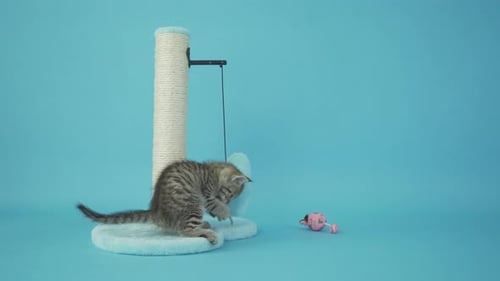 Felidae Cat Plays with Toy on Scratching Post Against Blue Backdrop