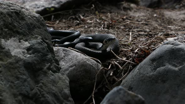 Grass snakes slithering between rocks around each other in spring ...