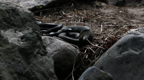 Ringelnattern, die im Frühling zwischen Felsen umeinander gleiten