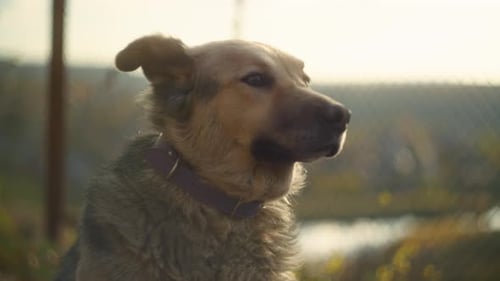 Portrait rapproché d'un chien portant un collier à l'extérieur en plein soleil Photographie naturelle avec un