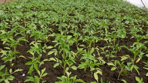 Seedlings of Tomatoes Grow in the Garden