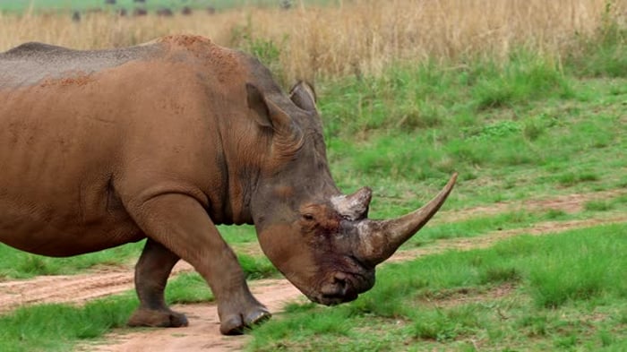 Big white rhino bull full of scars and wounds from defending his ...