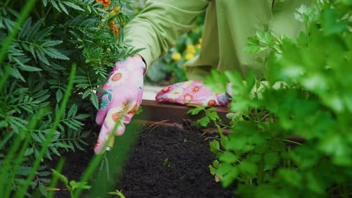 Gardener Removing Weeds Using Small Hand Rake in Garden Bed