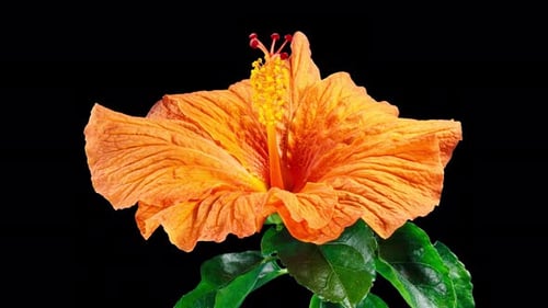 Orange Pink Hibiscus Opens Big Flower in Time Lapse on a Black Background. Blooming Red Plant