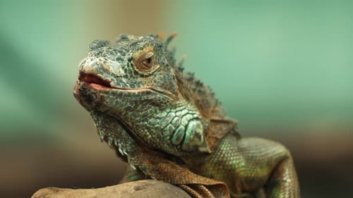 The iguana was looking bewildered. Static shot