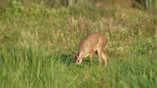Deer Grazing Peacefully in a Green Meadow