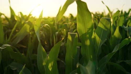 The Camera Moves Slowly Among Corn Field at Sunset
