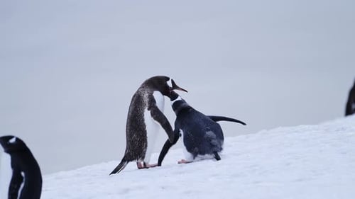 Penguins Interacting on Snowy Hillside in Antarctica