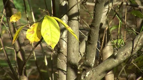 Tree branches and autumn leaves sway in breeze.