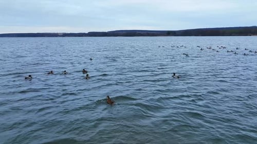 Male and female species of mallard ducks floating on the river.
