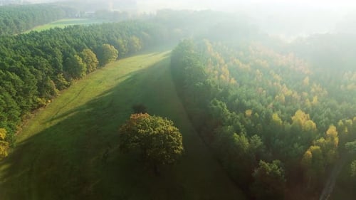 Meadow And Forest In Morning Fog From High